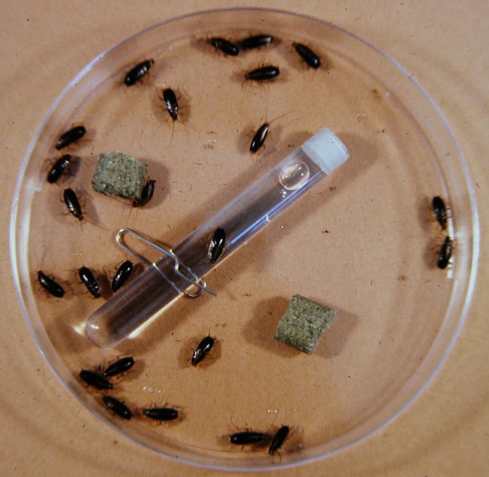 German cockroach nymphs inside a laboratory culture dish