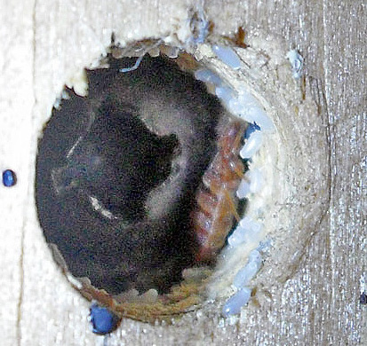Bed bug beside pale eggs around a recessed screw hole in a wooden bed