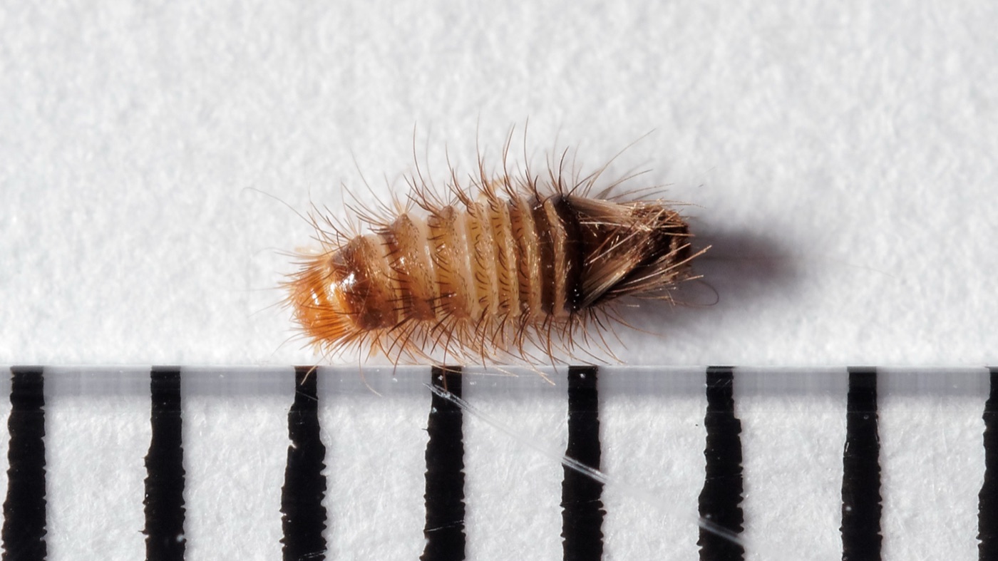 Bristly carpet beetle larva shown as a credited reference specimen