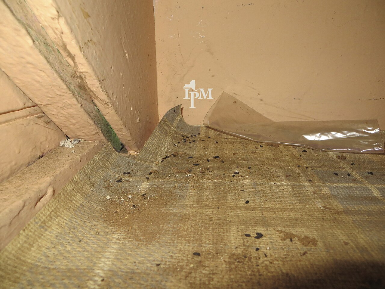 Scattered dark droppings along the edge of a floor, photographed by the New York State IPM Program