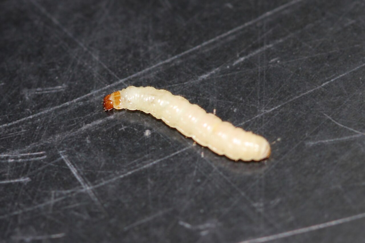 Pale Indianmeal moth larva with a brown head on a dark surface